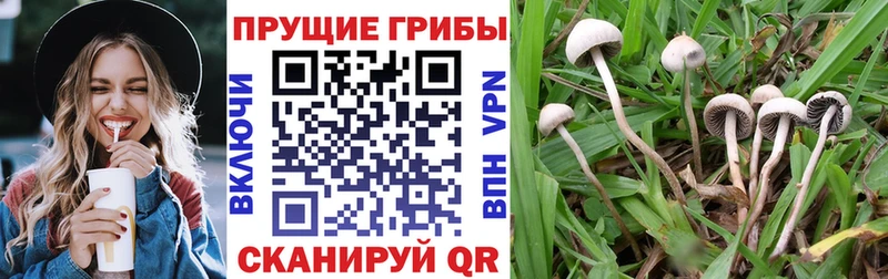 Галлюциногенные грибы Psilocybine cubensis  Верхняя Тура 